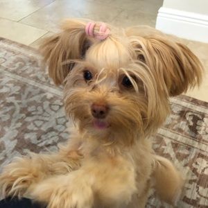 Meet your Posher, Paul